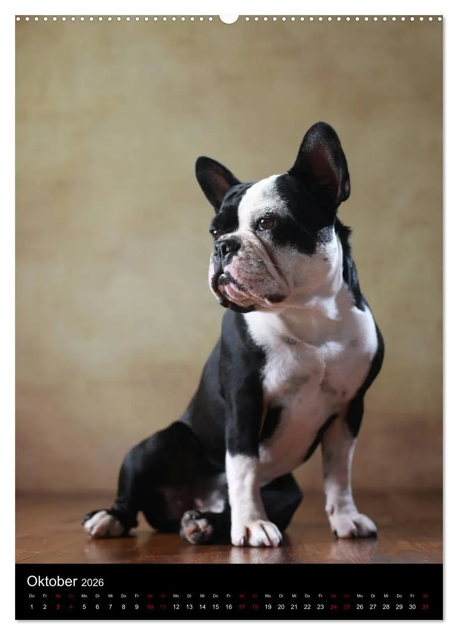 Bild: 9783516419337 | Bullys mit Charme - Französische Bulldoggen im Portrait...