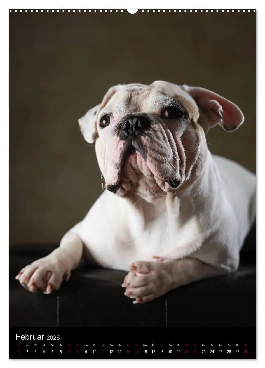 Bild: 9783516419337 | Bullys mit Charme - Französische Bulldoggen im Portrait...