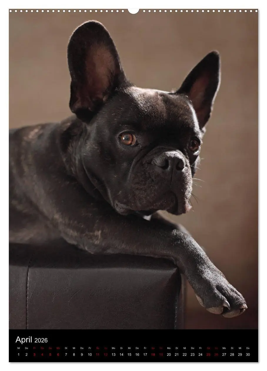 Bild: 9783516419337 | Bullys mit Charme - Französische Bulldoggen im Portrait...