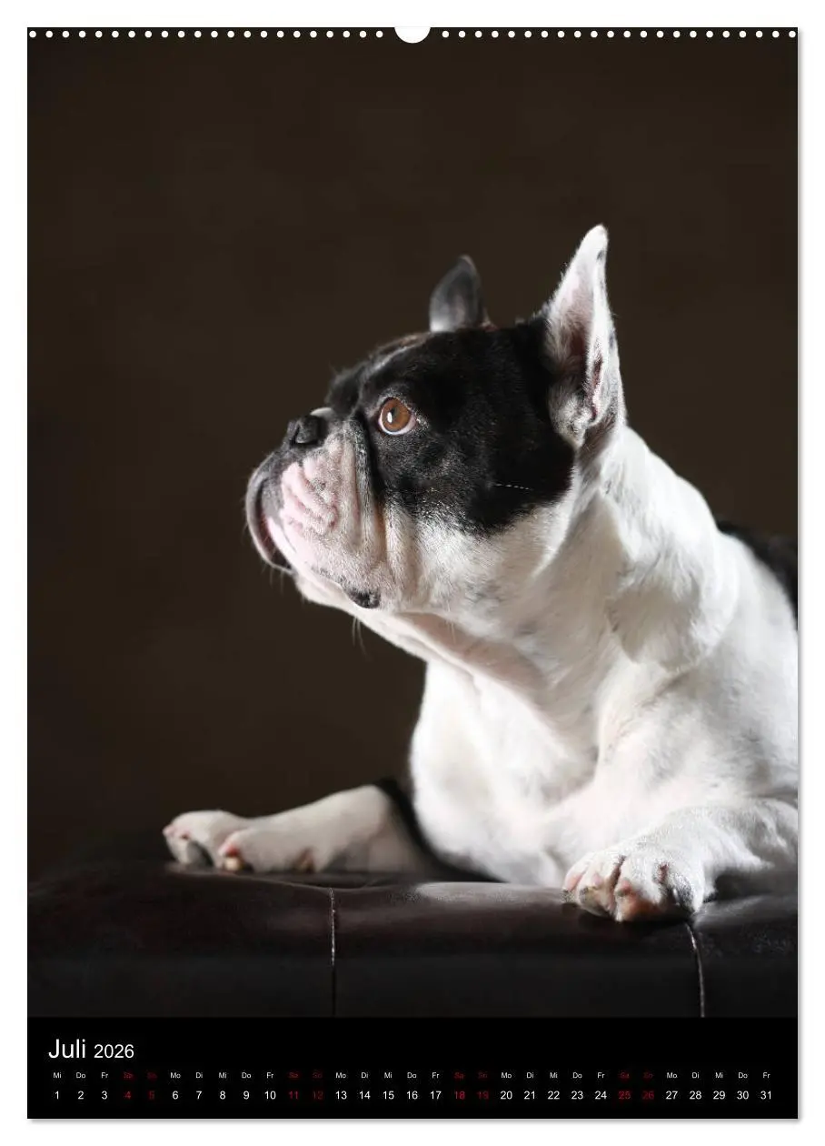 Bild: 9783516419337 | Bullys mit Charme - Französische Bulldoggen im Portrait...