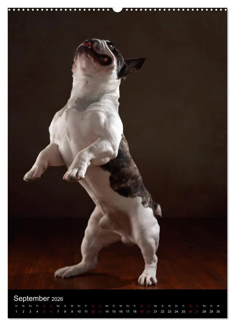 Bild: 9783516419337 | Bullys mit Charme - Französische Bulldoggen im Portrait...
