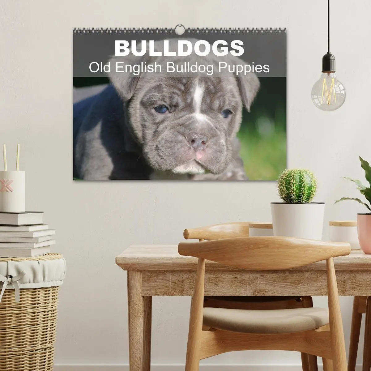 Bild: 9783516579437 | Bulldogs - Old English Bulldog Puppies (Wall Calendar 2026 DIN A3...