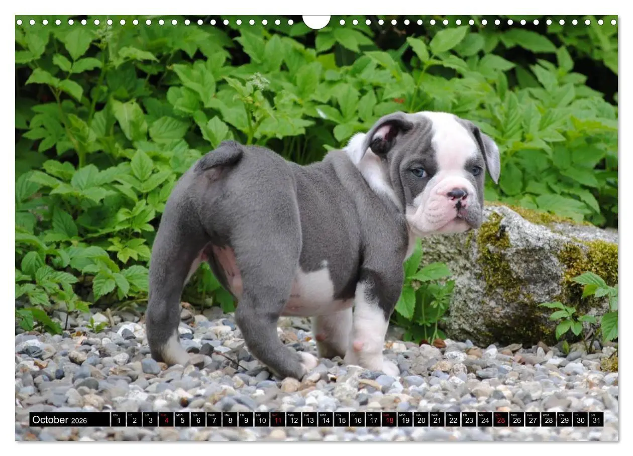 Bild: 9783516579437 | Bulldogs - Old English Bulldog Puppies (Wall Calendar 2026 DIN A3...