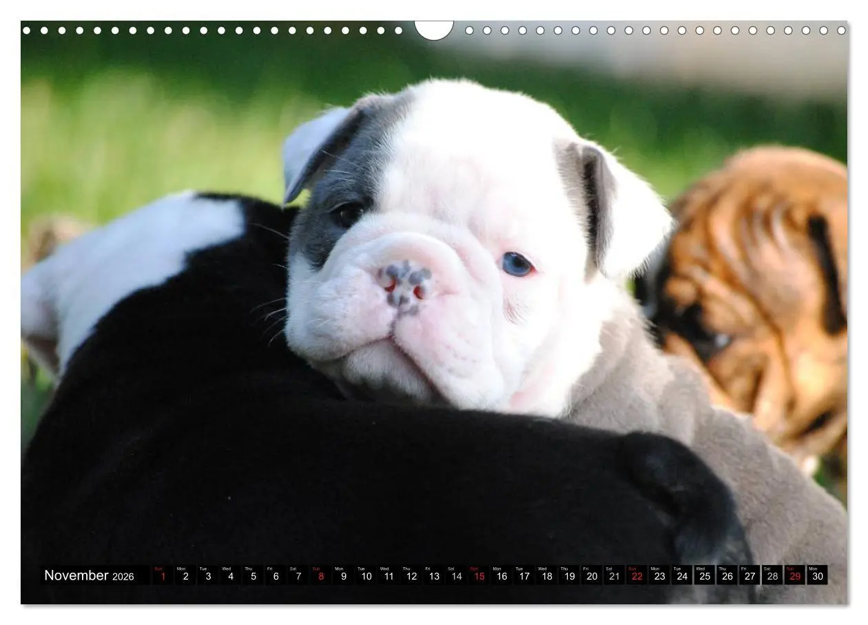 Bild: 9783516579437 | Bulldogs - Old English Bulldog Puppies (Wall Calendar 2026 DIN A3...