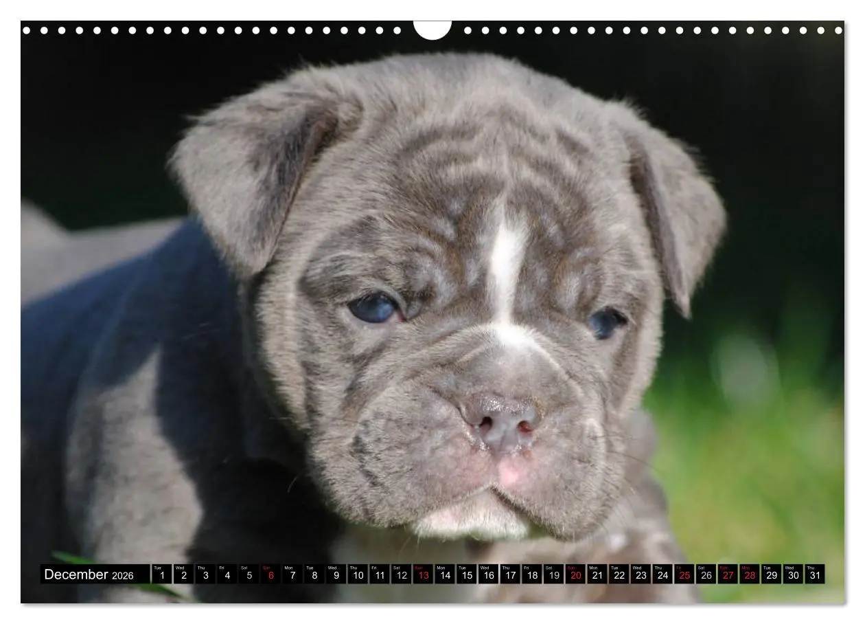 Bild: 9783516579437 | Bulldogs - Old English Bulldog Puppies (Wall Calendar 2026 DIN A3...