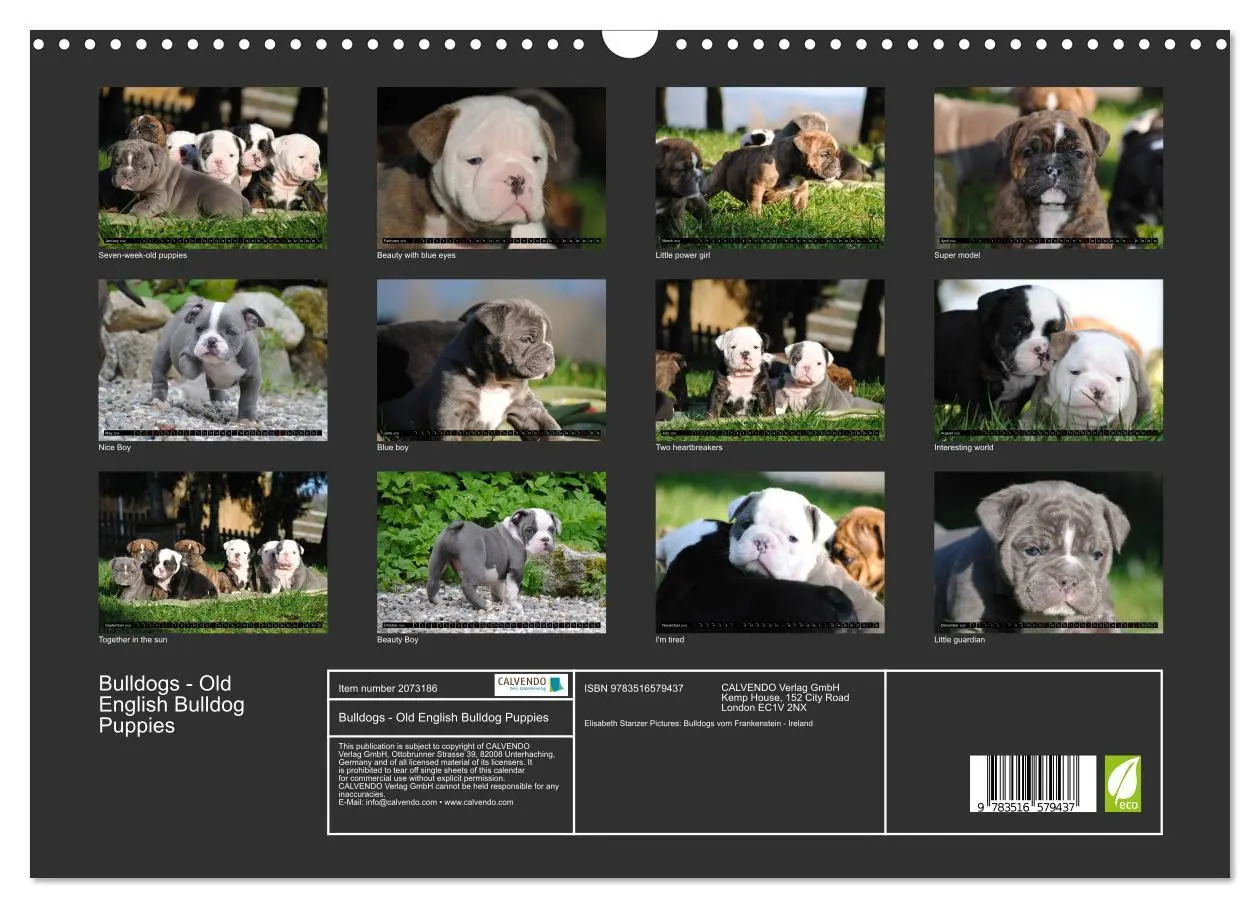 Bild: 9783516579437 | Bulldogs - Old English Bulldog Puppies (Wall Calendar 2026 DIN A3...