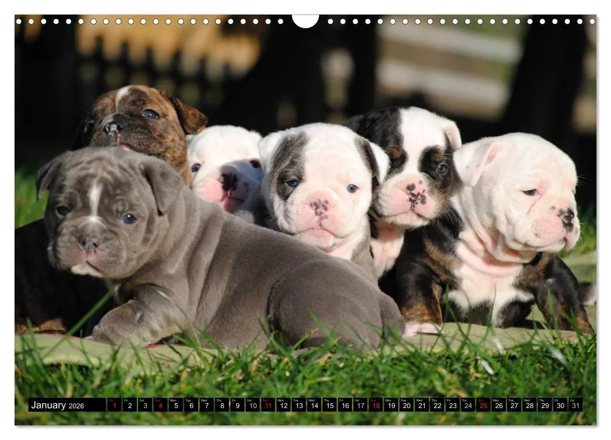Bild: 9783516579437 | Bulldogs - Old English Bulldog Puppies (Wall Calendar 2026 DIN A3...