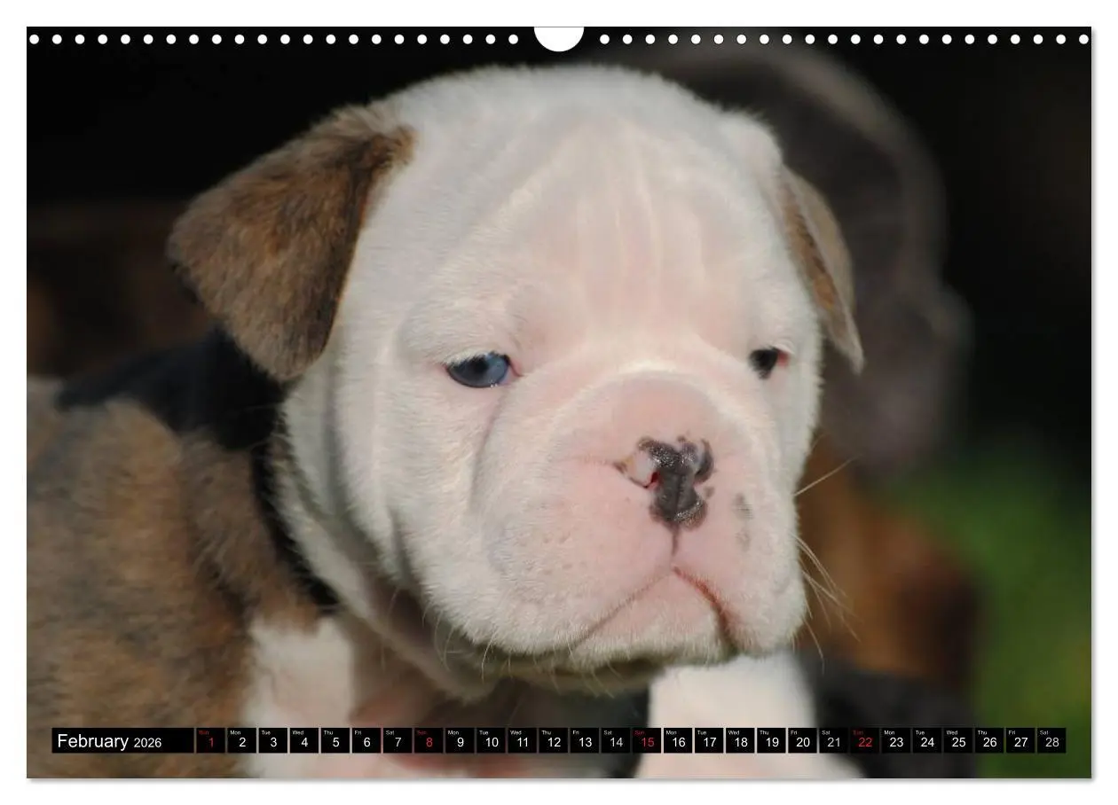 Bild: 9783516579437 | Bulldogs - Old English Bulldog Puppies (Wall Calendar 2026 DIN A3...