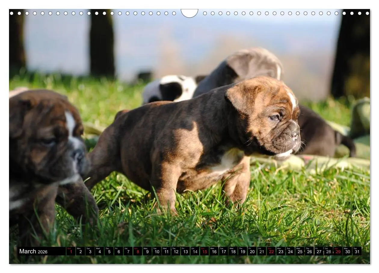 Bild: 9783516579437 | Bulldogs - Old English Bulldog Puppies (Wall Calendar 2026 DIN A3...
