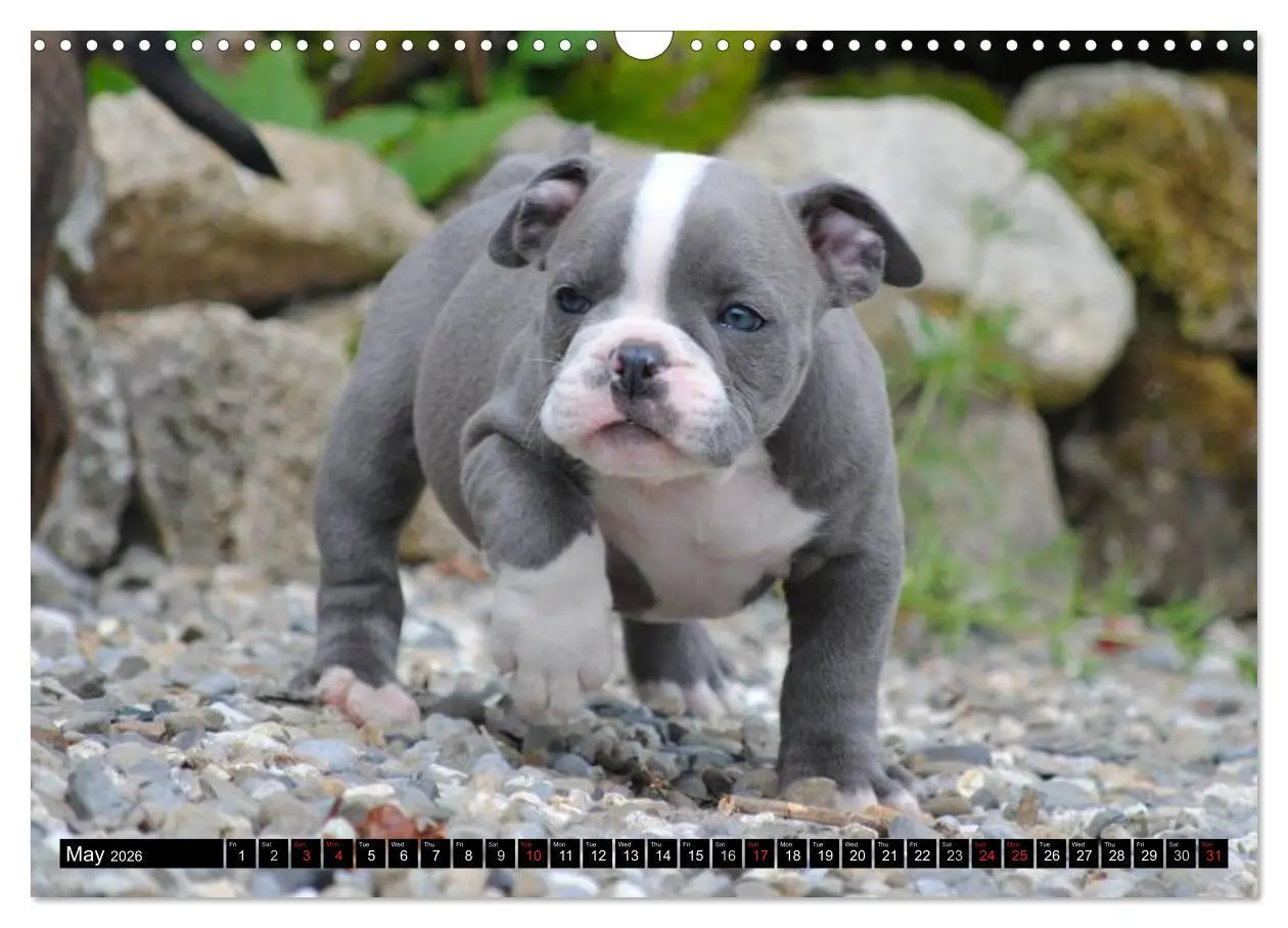 Bild: 9783516579437 | Bulldogs - Old English Bulldog Puppies (Wall Calendar 2026 DIN A3...