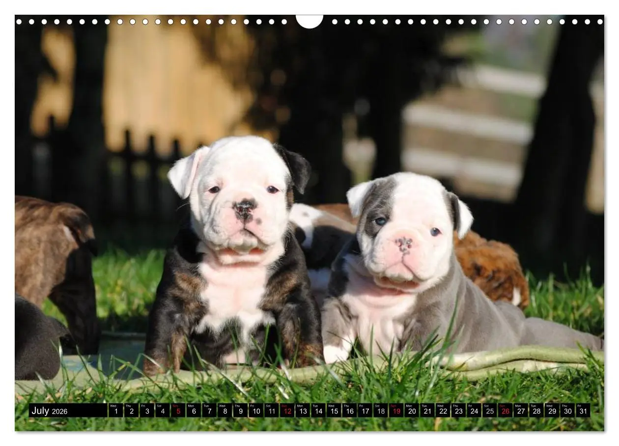 Bild: 9783516579437 | Bulldogs - Old English Bulldog Puppies (Wall Calendar 2026 DIN A3...