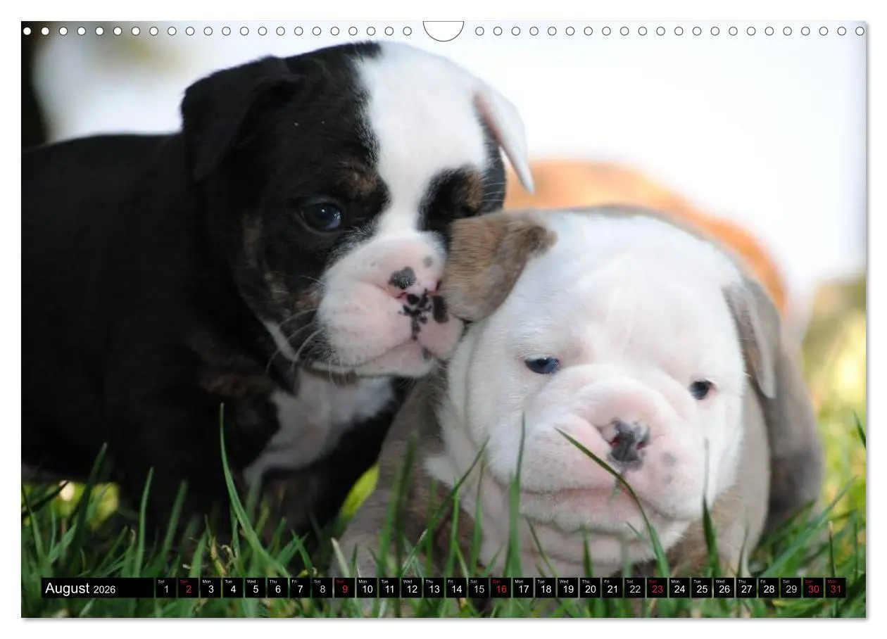 Bild: 9783516579437 | Bulldogs - Old English Bulldog Puppies (Wall Calendar 2026 DIN A3...
