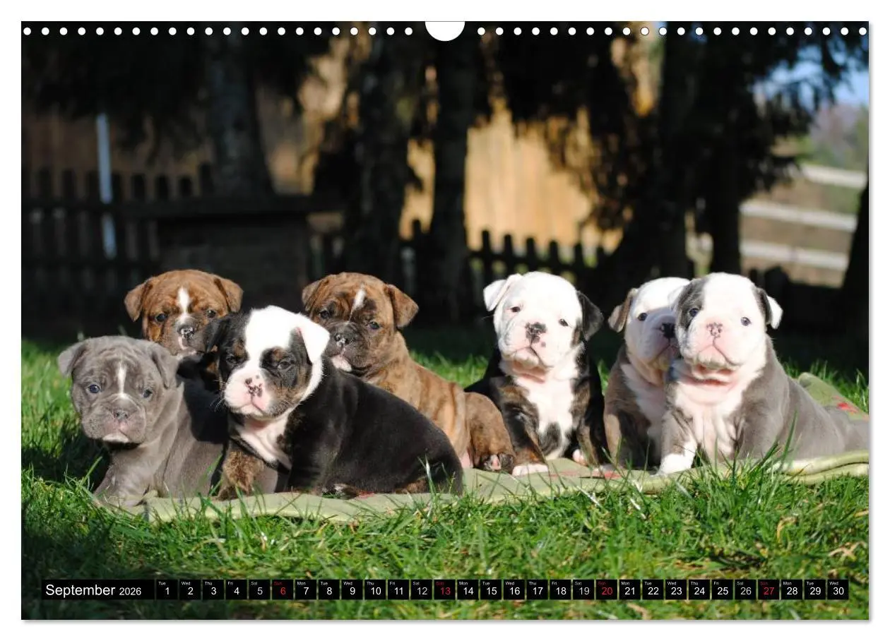 Bild: 9783516579437 | Bulldogs - Old English Bulldog Puppies (Wall Calendar 2026 DIN A3...