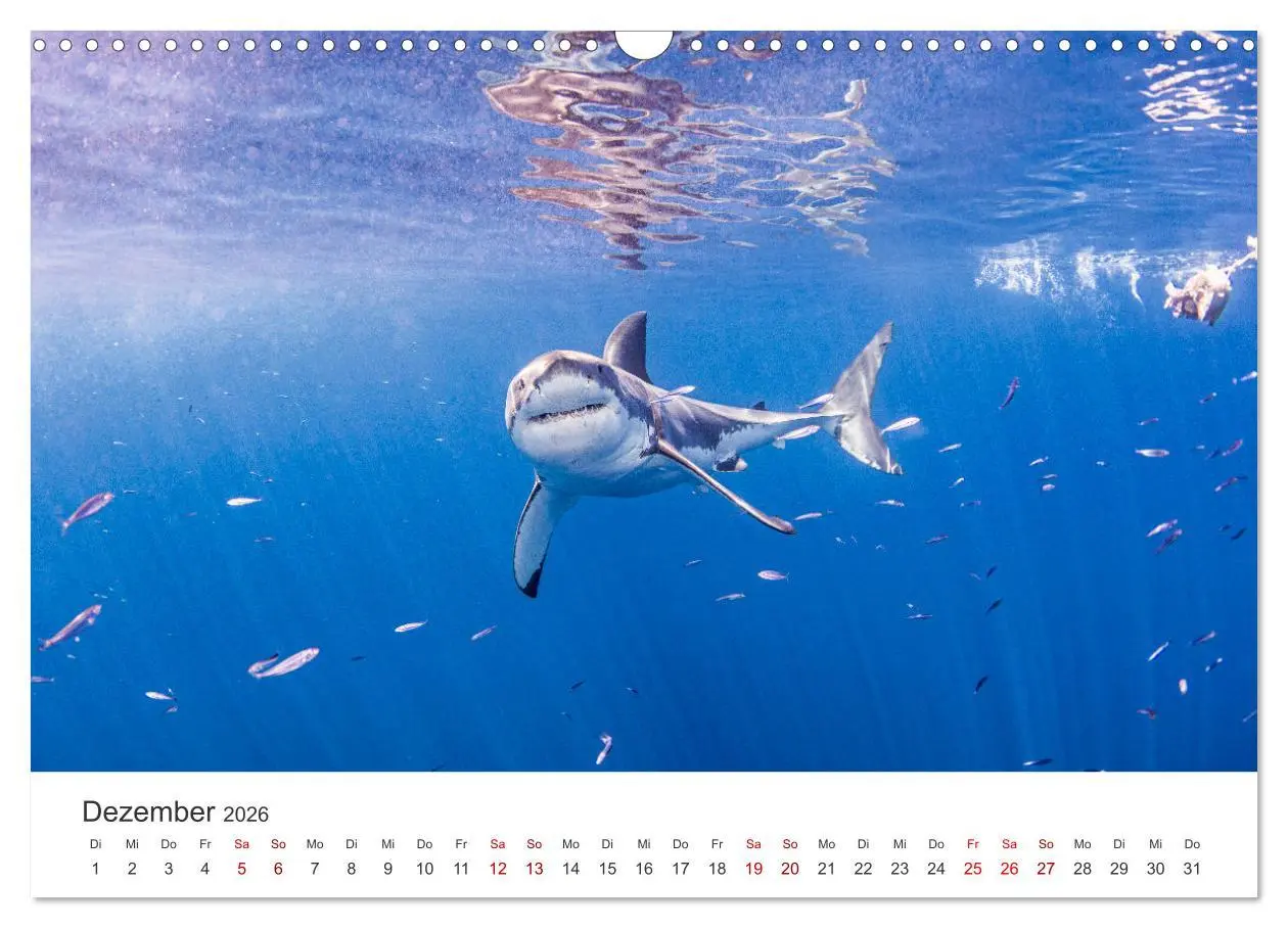 Bild: 9783457539637 | Haie - Vorsicht gefährlich! (Wandkalender 2026 DIN A3 quer),...