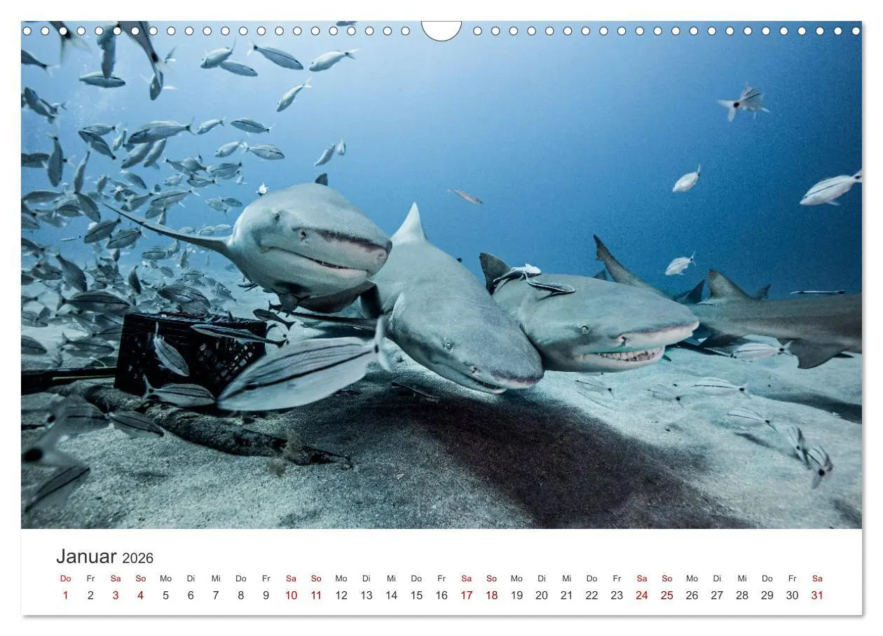 Bild: 9783457539637 | Haie - Vorsicht gefährlich! (Wandkalender 2026 DIN A3 quer),...