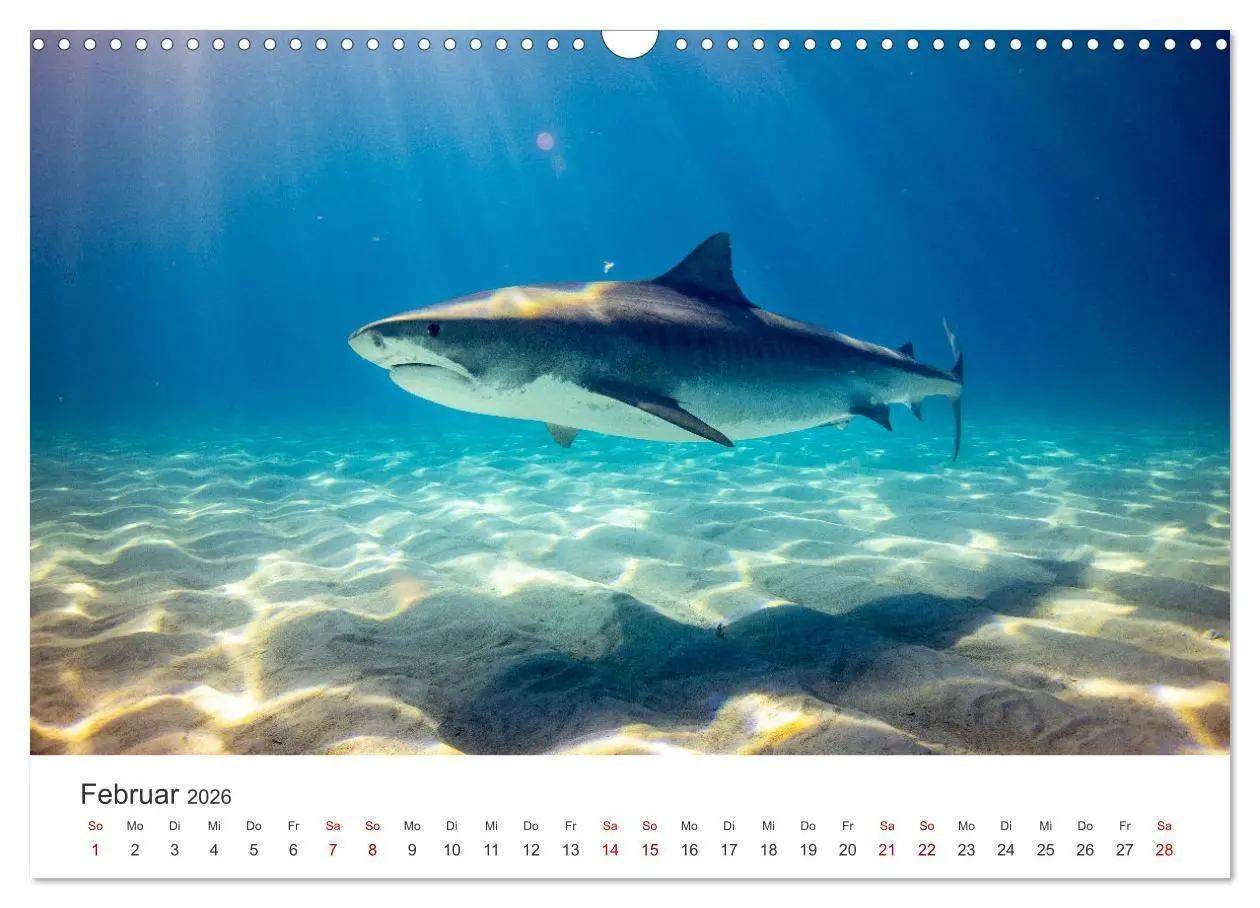 Bild: 9783457539637 | Haie - Vorsicht gefährlich! (Wandkalender 2026 DIN A3 quer),...