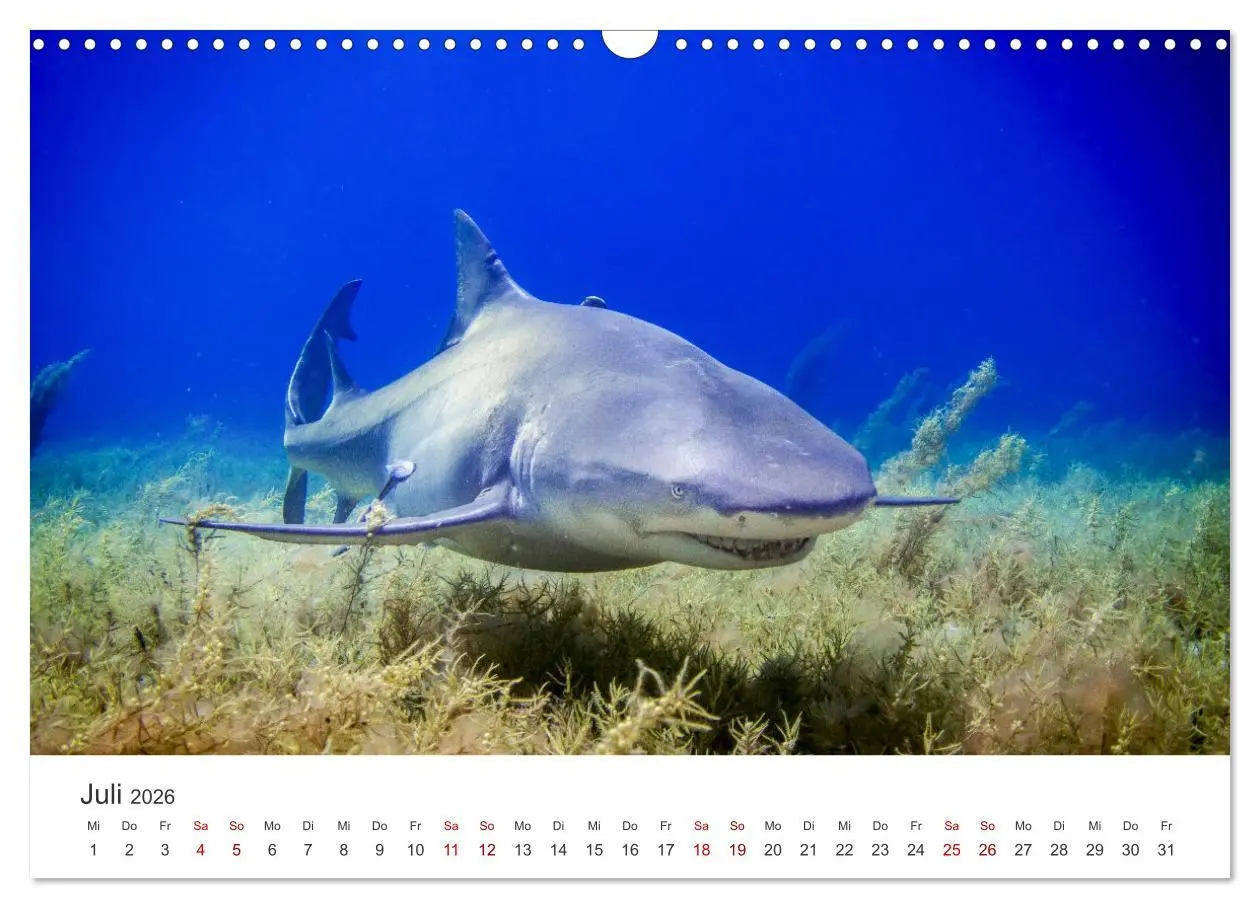 Bild: 9783457539637 | Haie - Vorsicht gefährlich! (Wandkalender 2026 DIN A3 quer),...