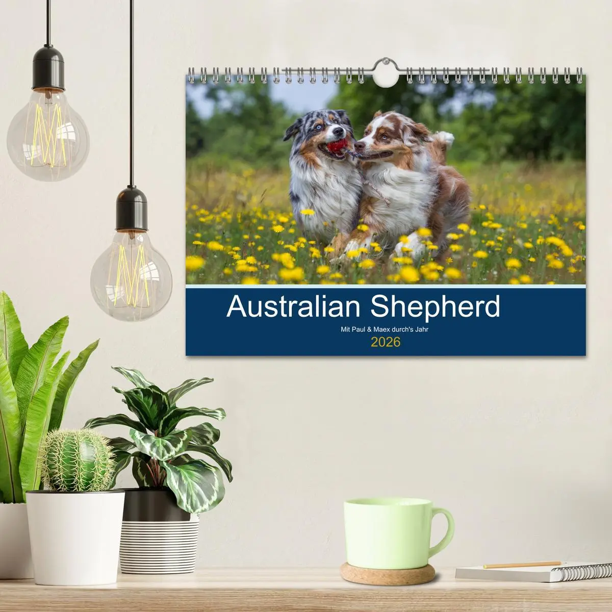 Bild: 9783516009637 | Australian Shepherd 2026 (Wandkalender 2026 DIN A4 quer), CALVENDO...