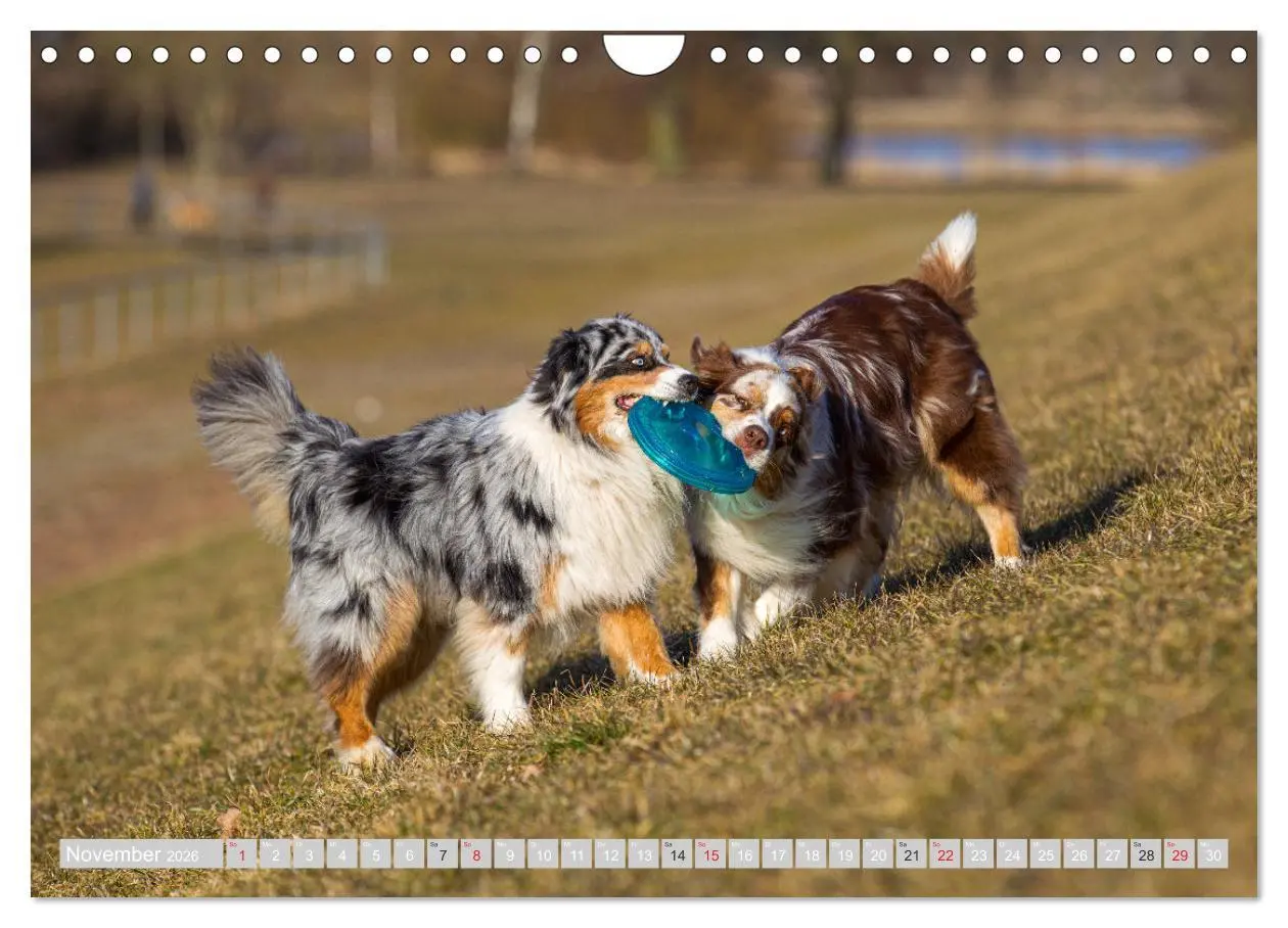 Bild: 9783516009637 | Australian Shepherd 2026 (Wandkalender 2026 DIN A4 quer), CALVENDO...