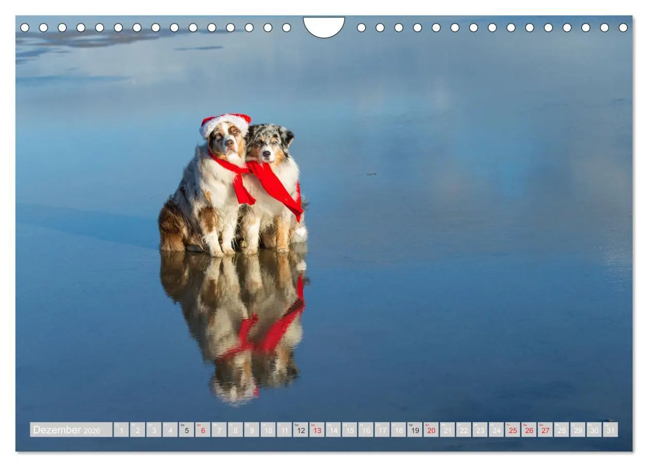 Bild: 9783516009637 | Australian Shepherd 2026 (Wandkalender 2026 DIN A4 quer), CALVENDO...