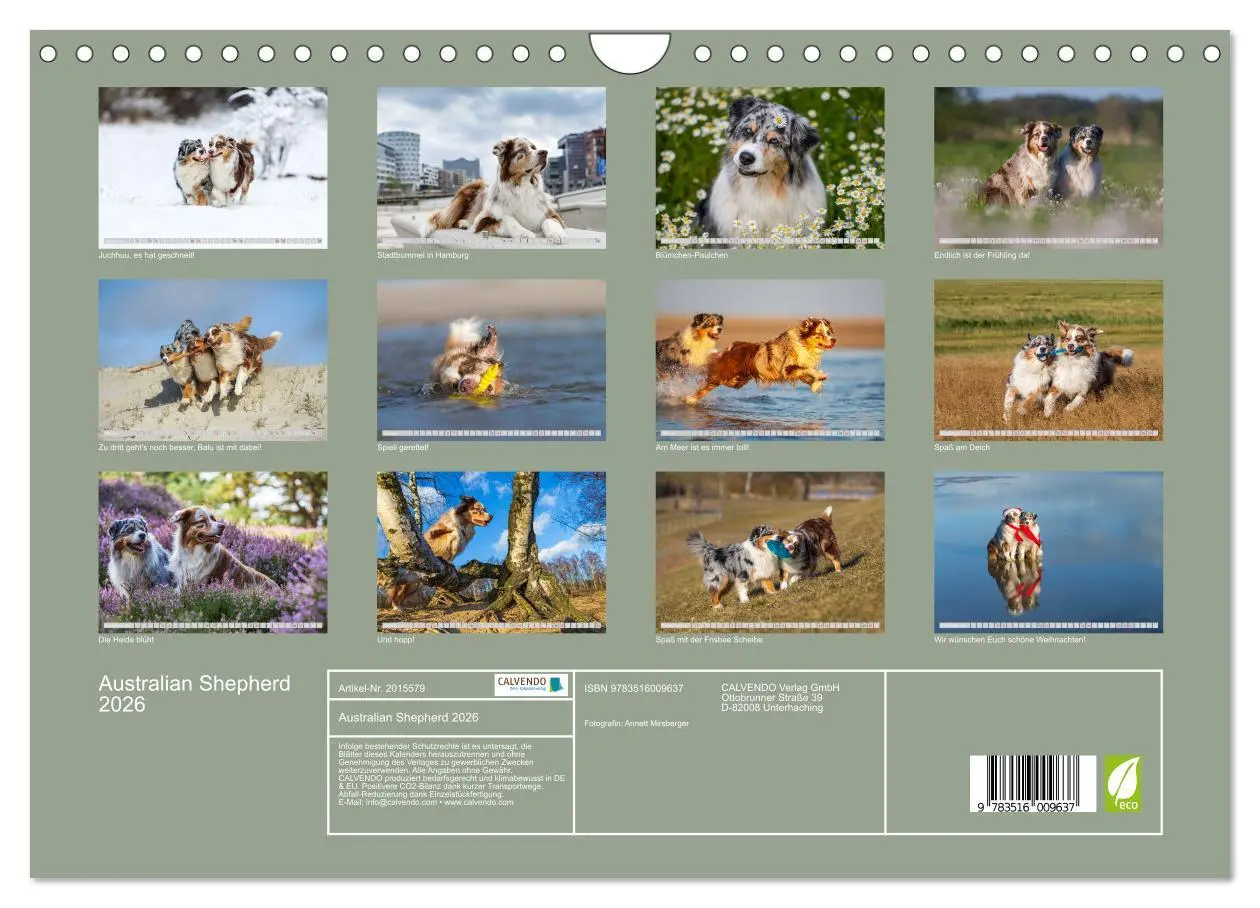 Bild: 9783516009637 | Australian Shepherd 2026 (Wandkalender 2026 DIN A4 quer), CALVENDO...