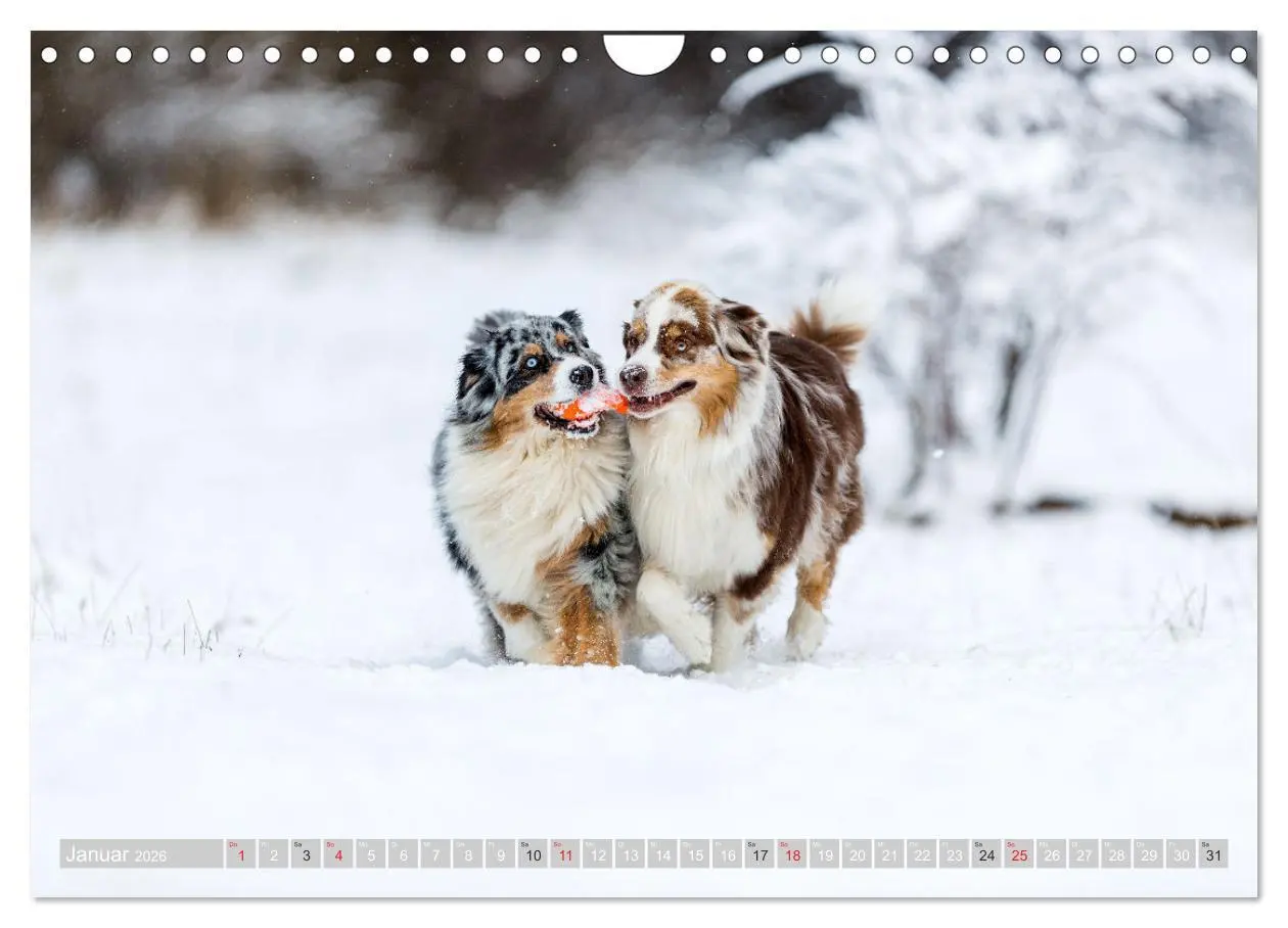 Bild: 9783516009637 | Australian Shepherd 2026 (Wandkalender 2026 DIN A4 quer), CALVENDO...