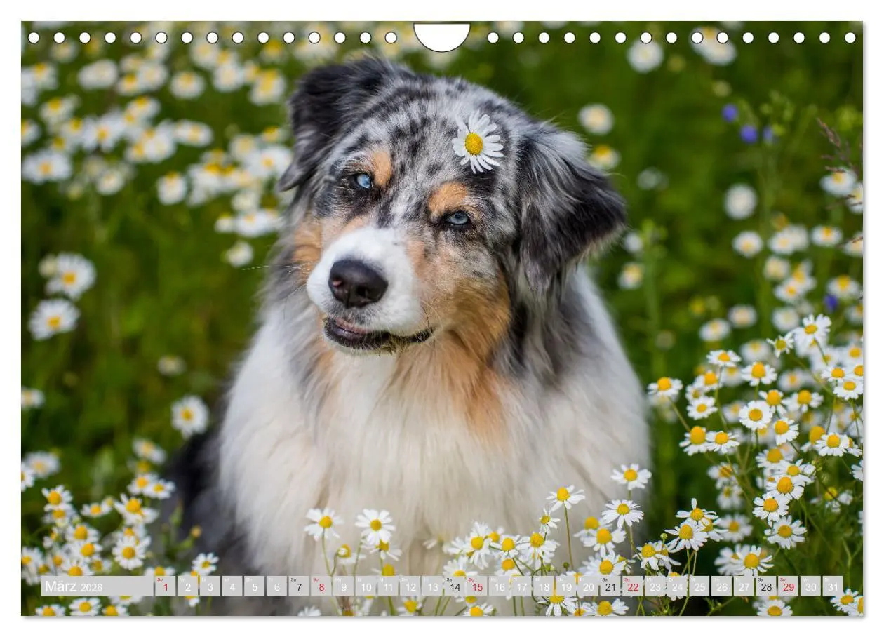 Bild: 9783516009637 | Australian Shepherd 2026 (Wandkalender 2026 DIN A4 quer), CALVENDO...
