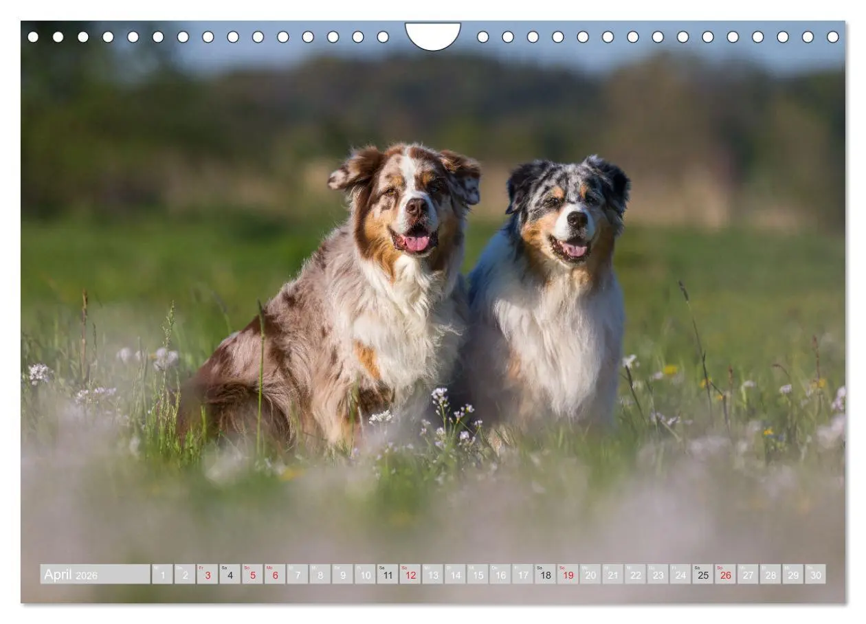 Bild: 9783516009637 | Australian Shepherd 2026 (Wandkalender 2026 DIN A4 quer), CALVENDO...