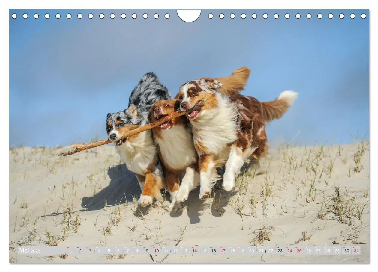 Bild: 9783516009637 | Australian Shepherd 2026 (Wandkalender 2026 DIN A4 quer), CALVENDO...