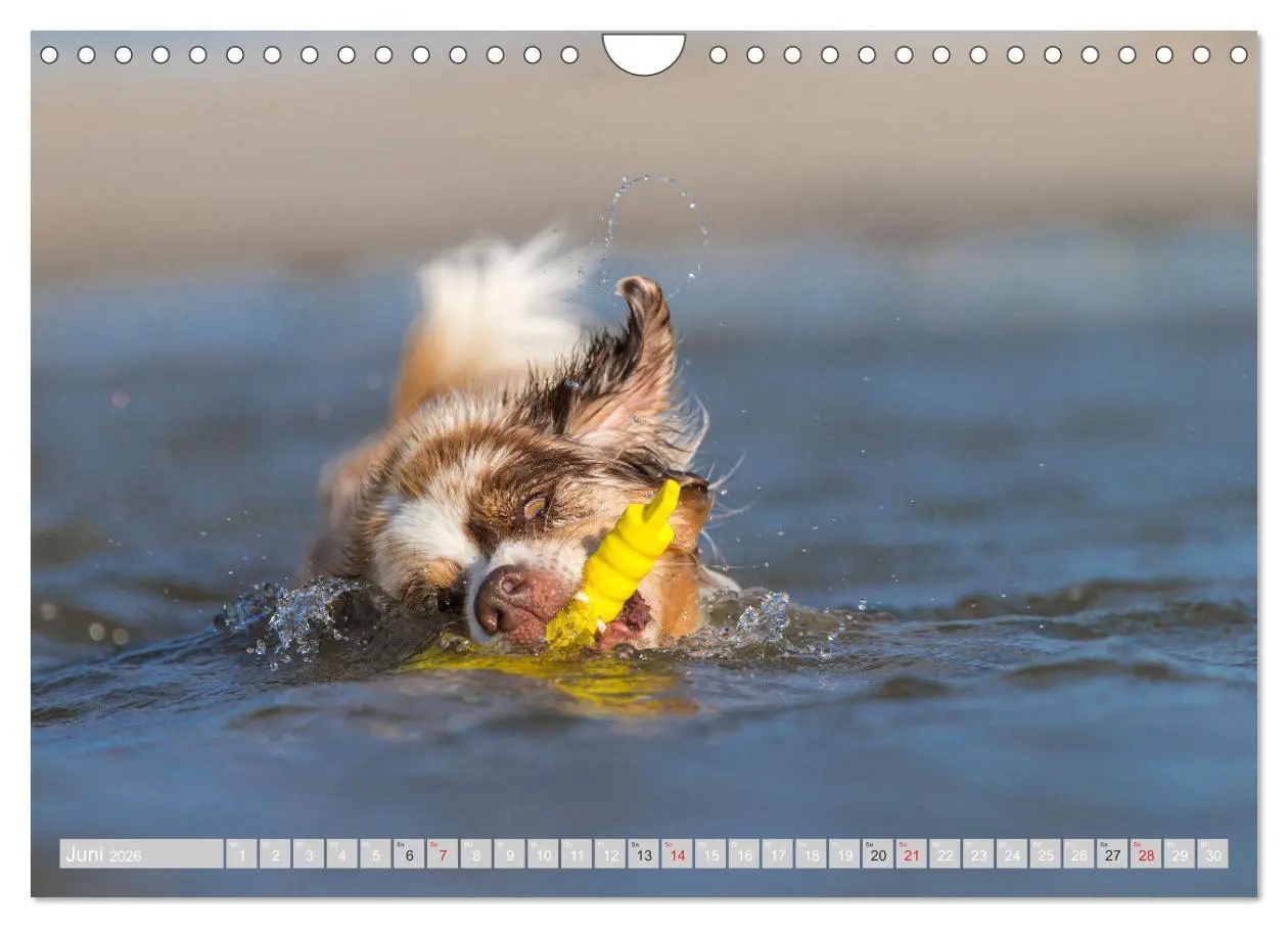 Bild: 9783516009637 | Australian Shepherd 2026 (Wandkalender 2026 DIN A4 quer), CALVENDO...