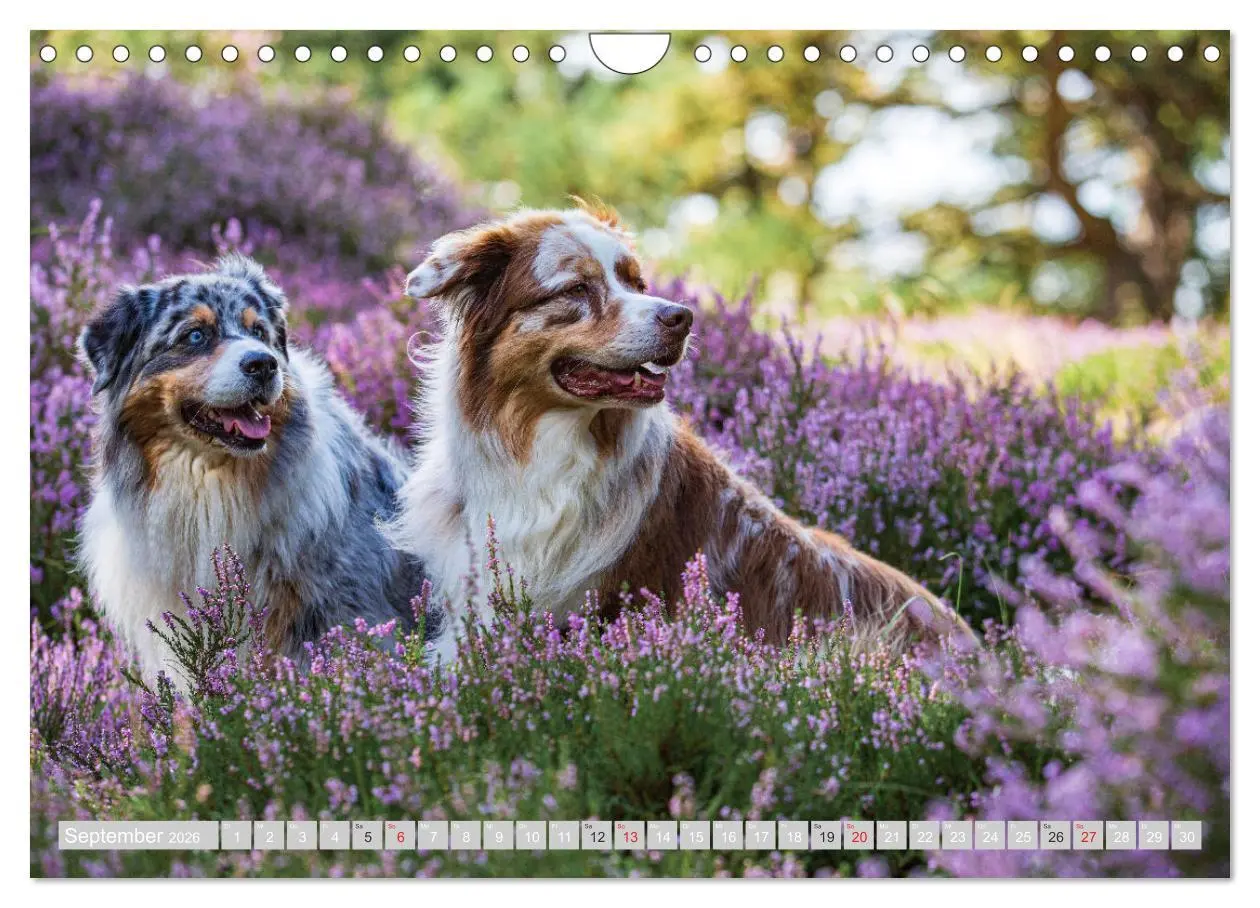 Bild: 9783516009637 | Australian Shepherd 2026 (Wandkalender 2026 DIN A4 quer), CALVENDO...