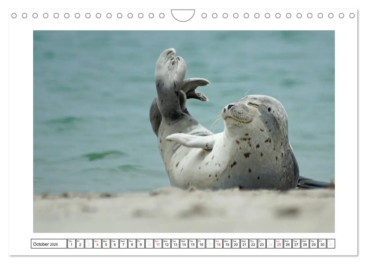 Bild: 9783516559637 | Seals on the Beach (Wall Calendar 2026 DIN A4 landscape), CALVENDO...