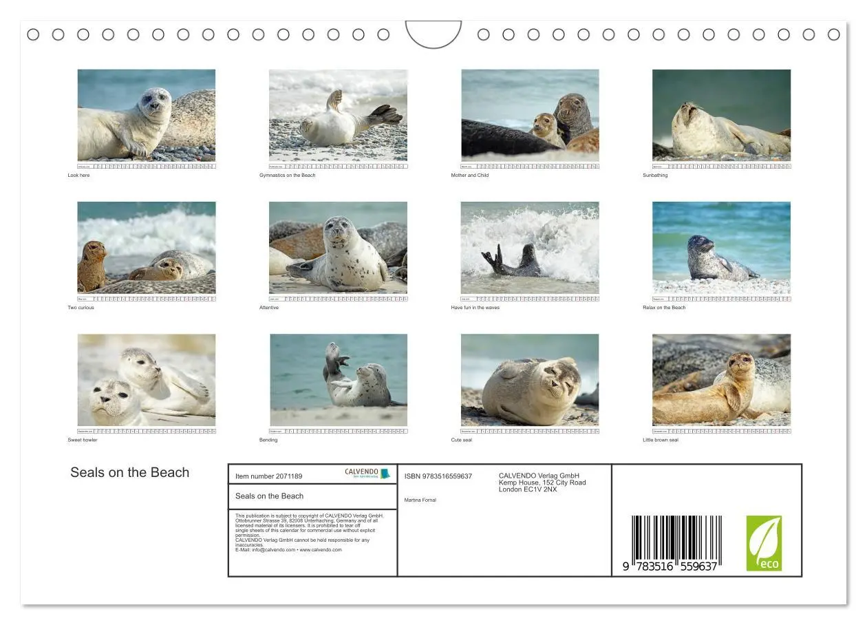 Bild: 9783516559637 | Seals on the Beach (Wall Calendar 2026 DIN A4 landscape), CALVENDO...