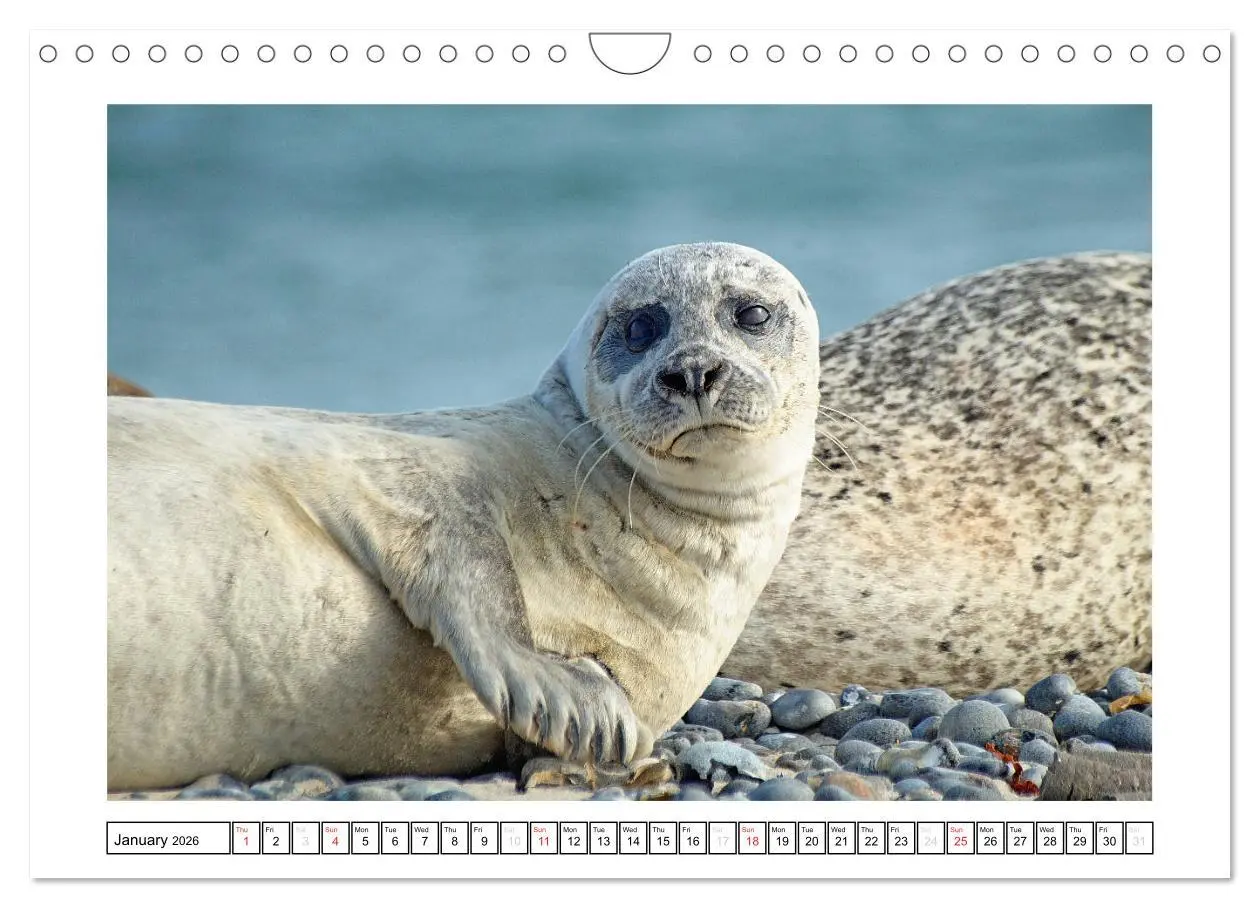 Bild: 9783516559637 | Seals on the Beach (Wall Calendar 2026 DIN A4 landscape), CALVENDO...