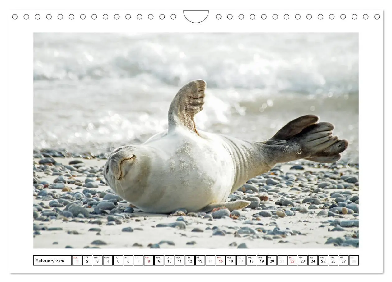 Bild: 9783516559637 | Seals on the Beach (Wall Calendar 2026 DIN A4 landscape), CALVENDO...