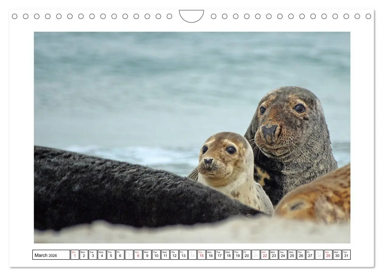 Bild: 9783516559637 | Seals on the Beach (Wall Calendar 2026 DIN A4 landscape), CALVENDO...