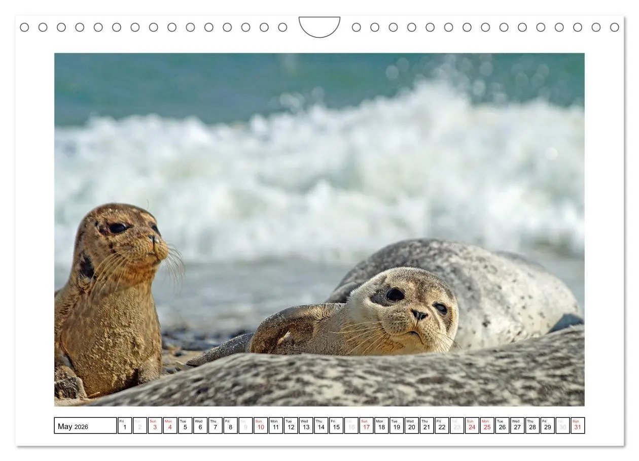 Bild: 9783516559637 | Seals on the Beach (Wall Calendar 2026 DIN A4 landscape), CALVENDO...