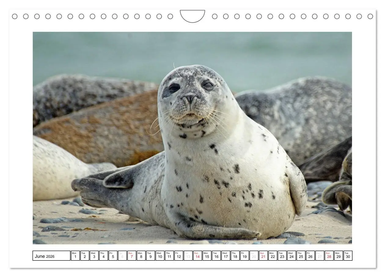 Bild: 9783516559637 | Seals on the Beach (Wall Calendar 2026 DIN A4 landscape), CALVENDO...