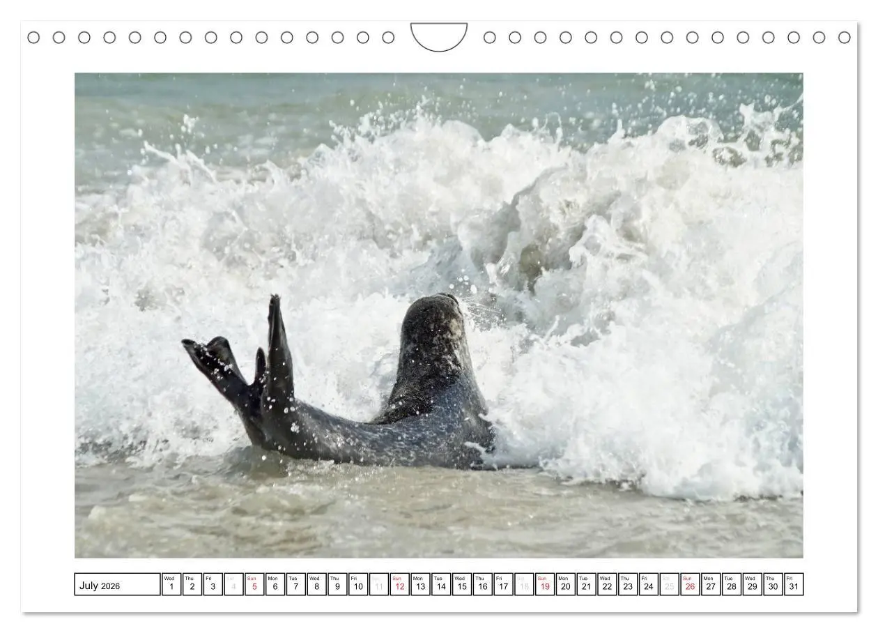 Bild: 9783516559637 | Seals on the Beach (Wall Calendar 2026 DIN A4 landscape), CALVENDO...