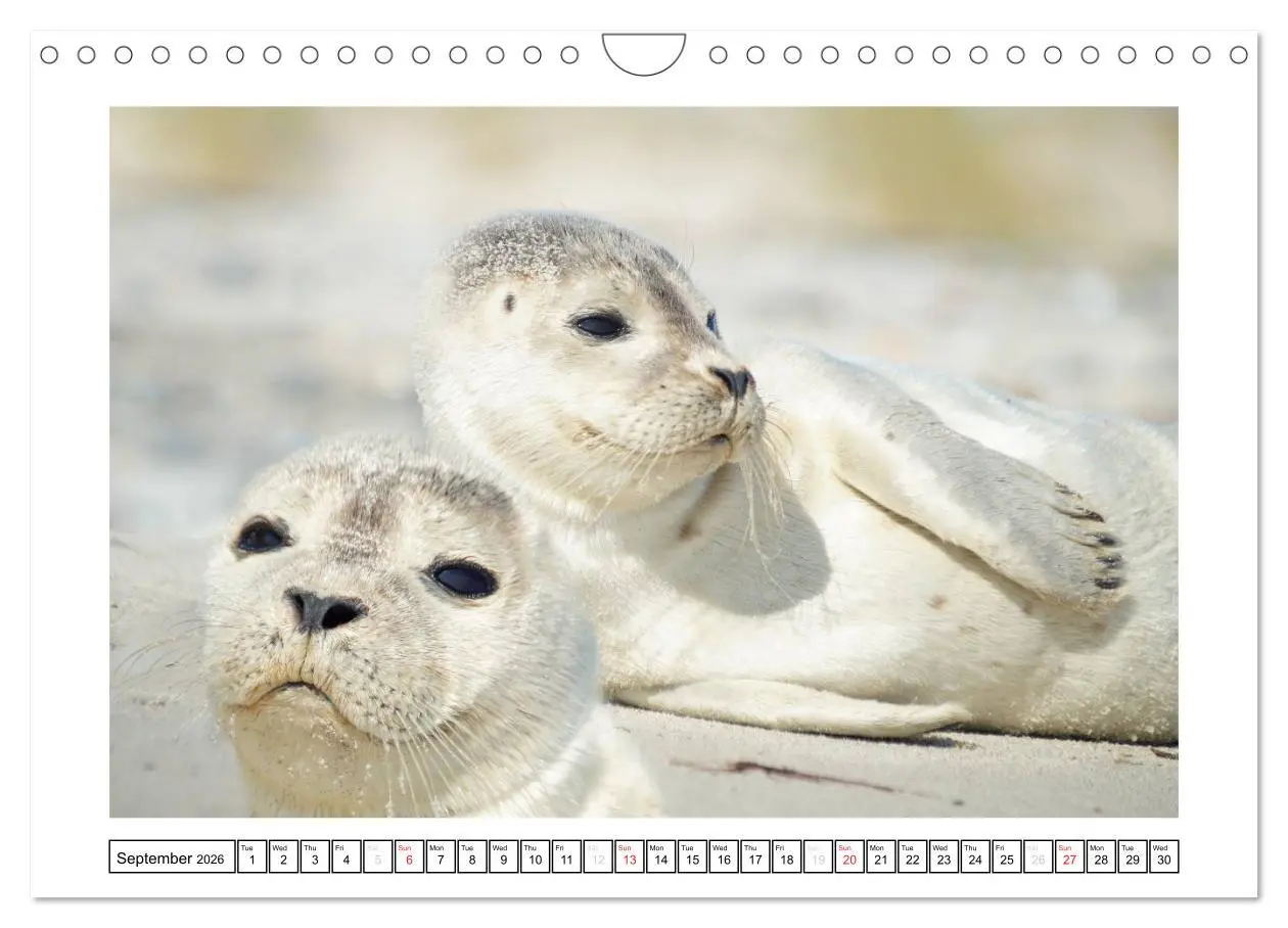 Bild: 9783516559637 | Seals on the Beach (Wall Calendar 2026 DIN A4 landscape), CALVENDO...