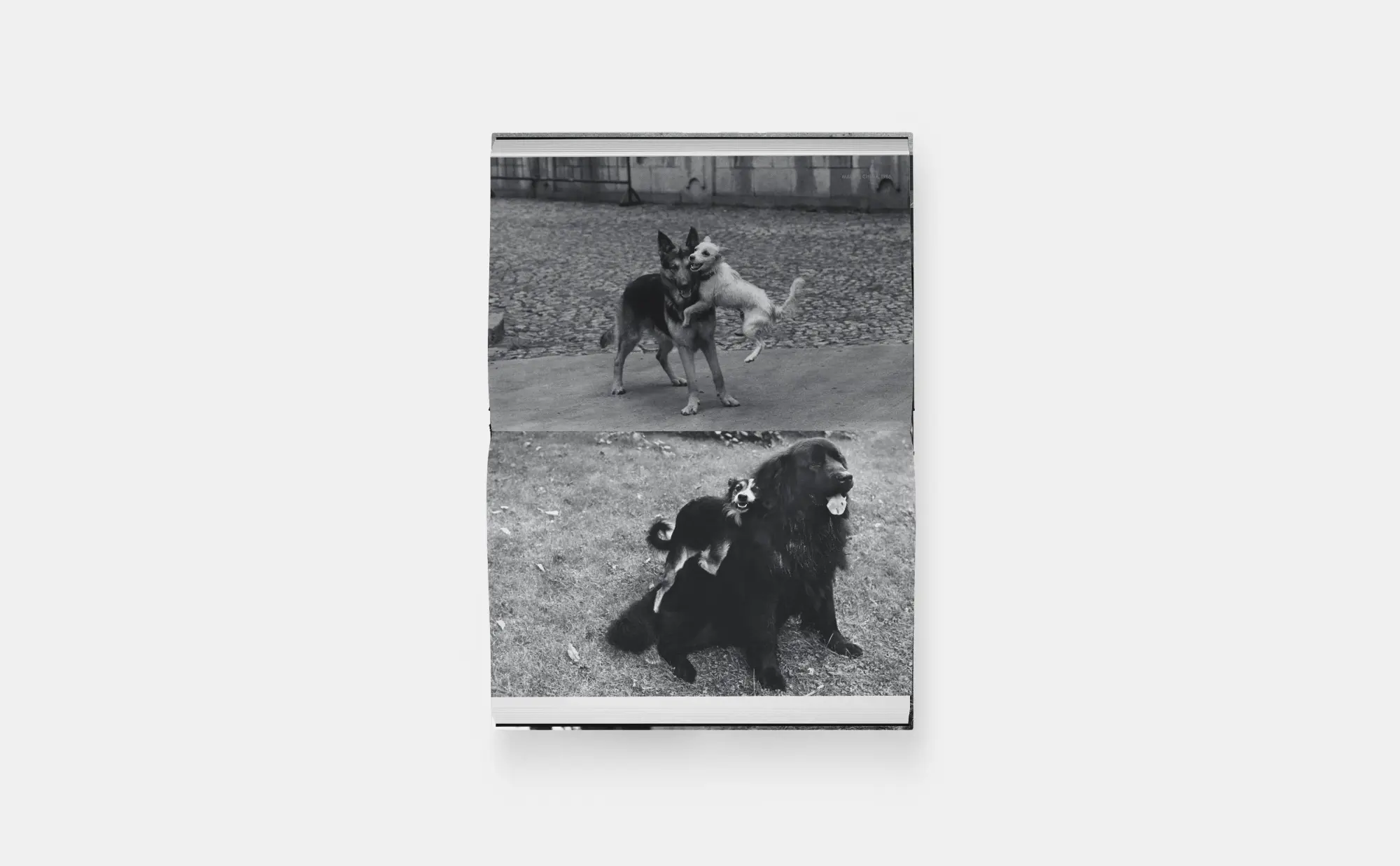 Bild: 9781838669737 | Hunde lieben | Buch | 512 S. | Deutsch | 2025 | Phaidon Verlag GmbH