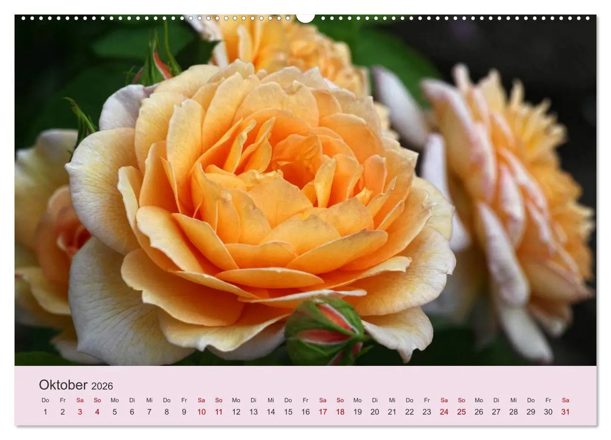 Bild: 9783457769737 | Rosen Reigen im Garten (hochwertiger Premium Wandkalender 2026 DIN...