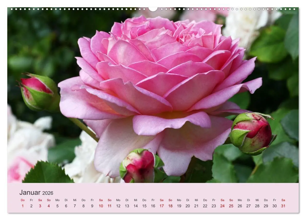 Bild: 9783457769737 | Rosen Reigen im Garten (hochwertiger Premium Wandkalender 2026 DIN...