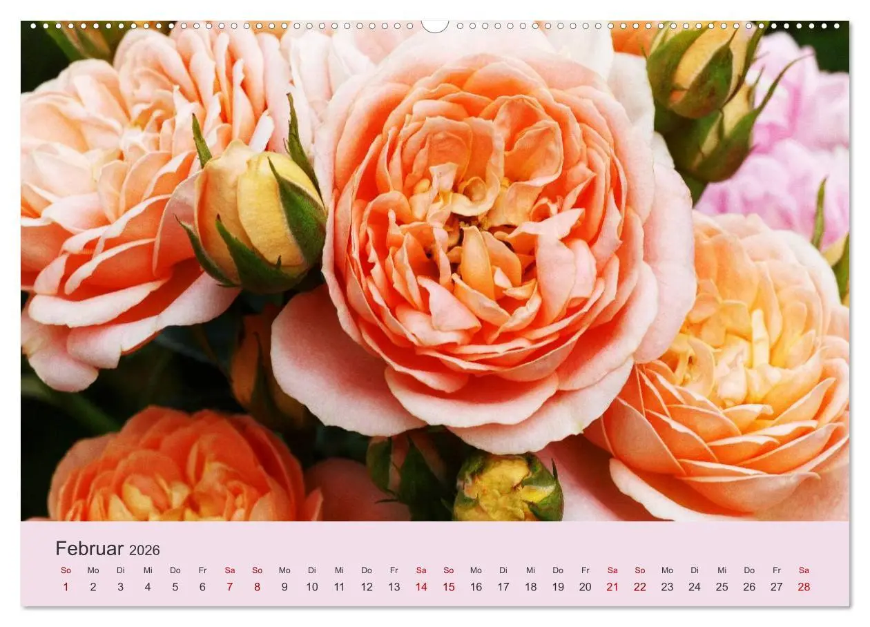 Bild: 9783457769737 | Rosen Reigen im Garten (hochwertiger Premium Wandkalender 2026 DIN...