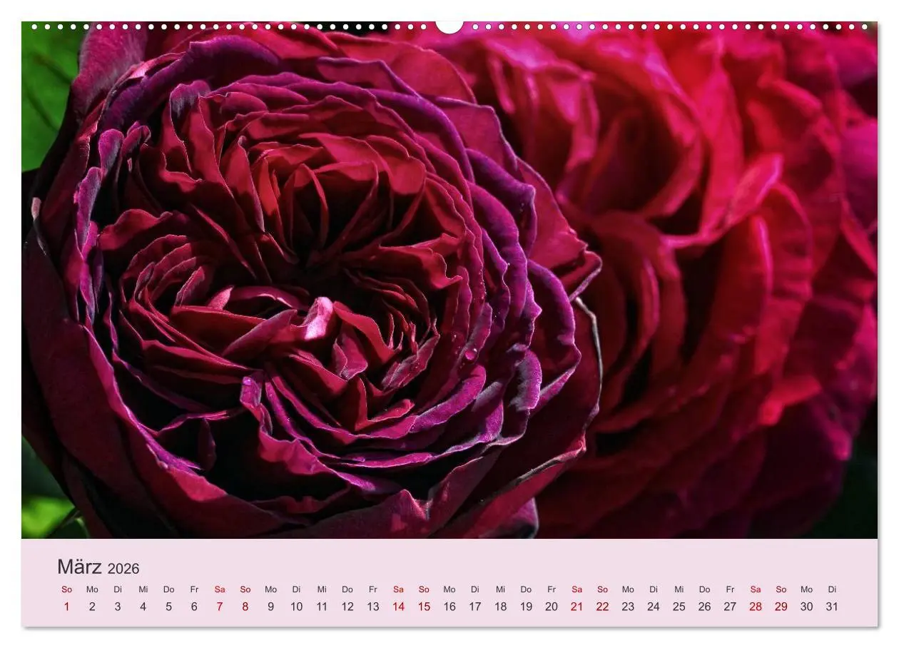 Bild: 9783457769737 | Rosen Reigen im Garten (hochwertiger Premium Wandkalender 2026 DIN...