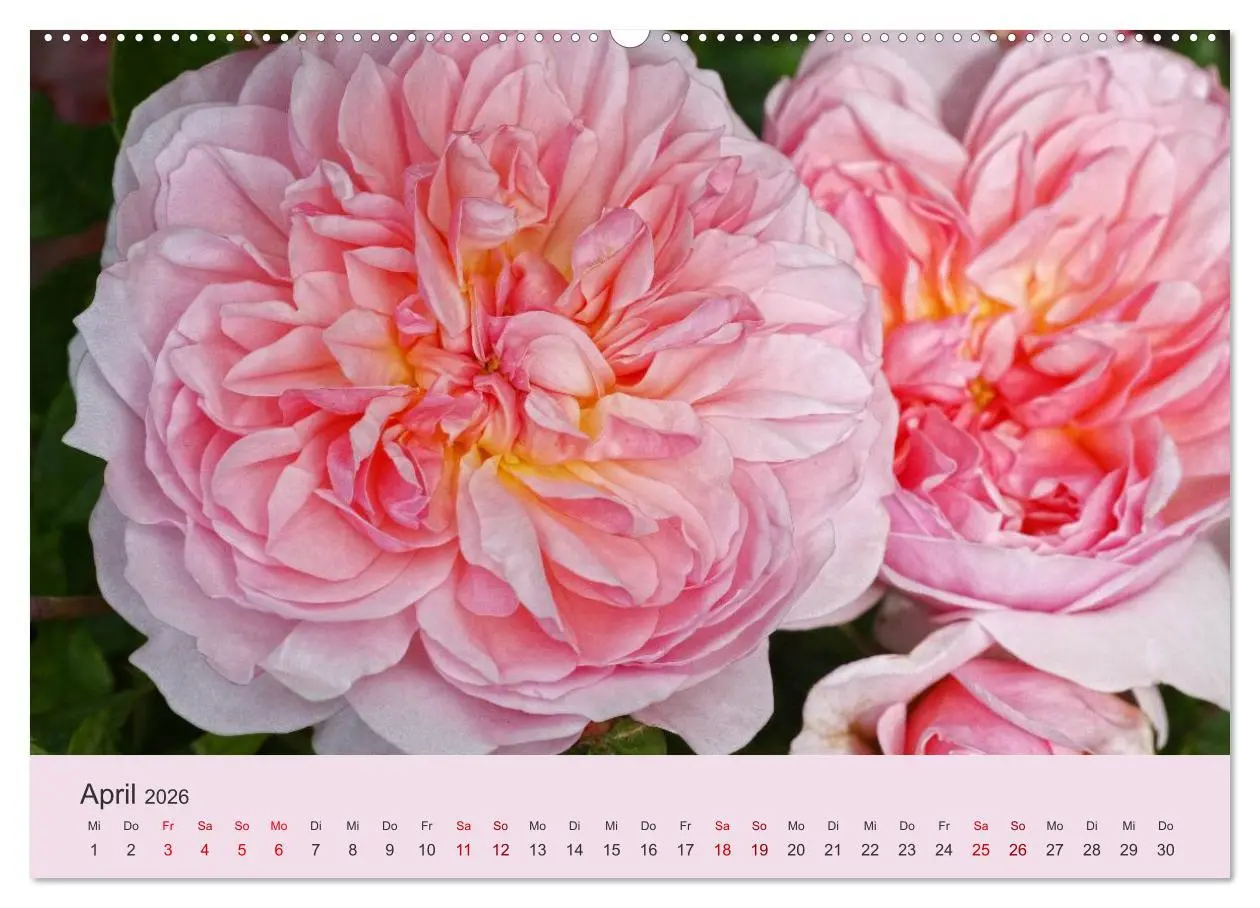 Bild: 9783457769737 | Rosen Reigen im Garten (hochwertiger Premium Wandkalender 2026 DIN...