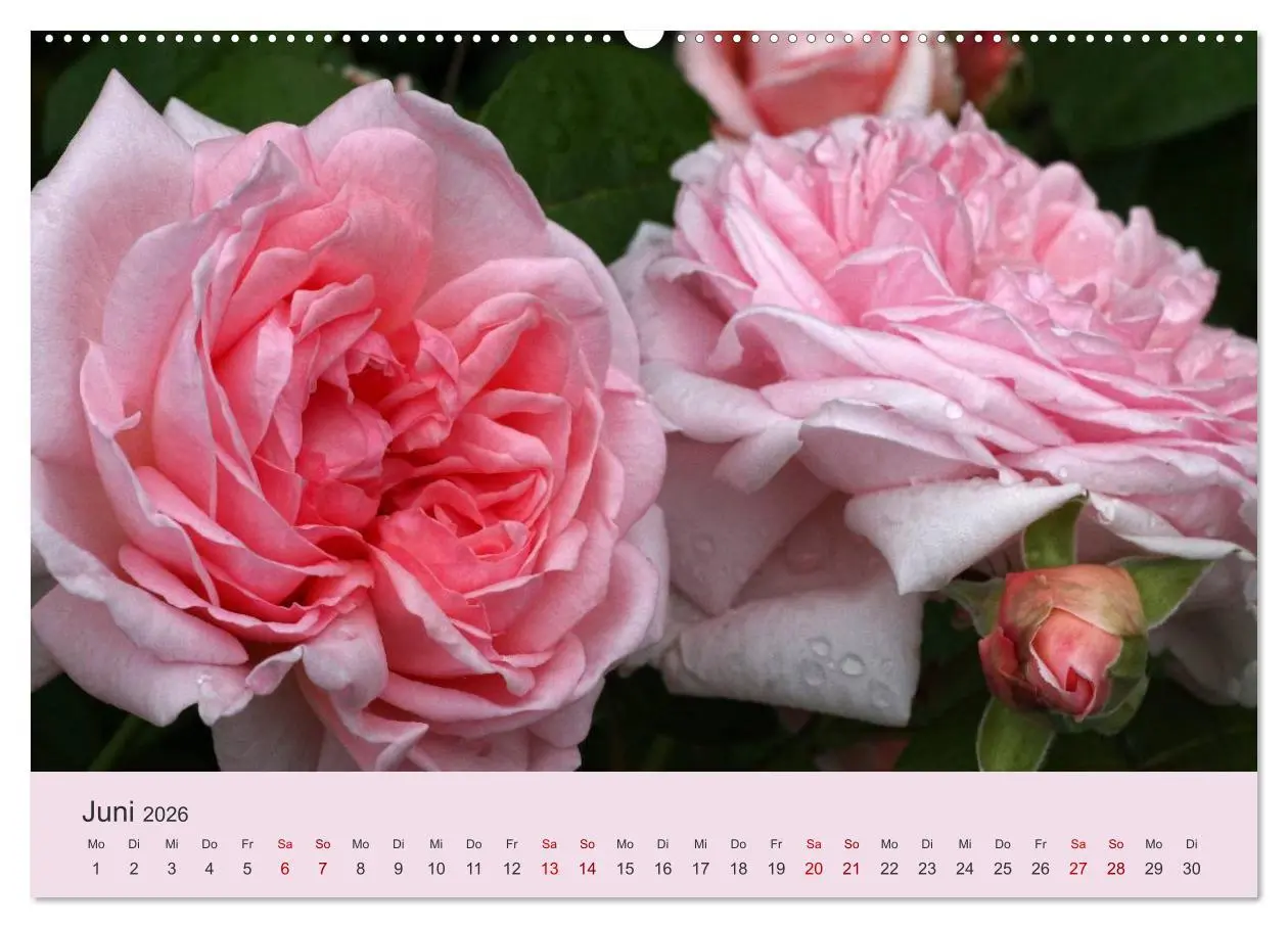 Bild: 9783457769737 | Rosen Reigen im Garten (hochwertiger Premium Wandkalender 2026 DIN...