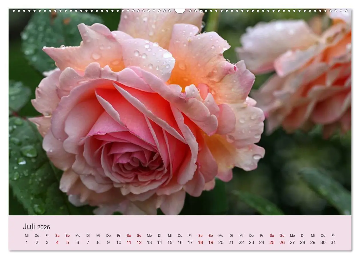 Bild: 9783457769737 | Rosen Reigen im Garten (hochwertiger Premium Wandkalender 2026 DIN...