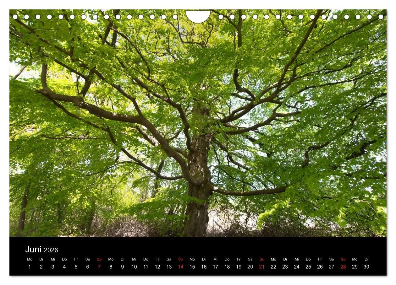Bild: 9783516099737 | Mecklenburg - Vorpommern (Wandkalender 2026 DIN A4 quer), CALVENDO...