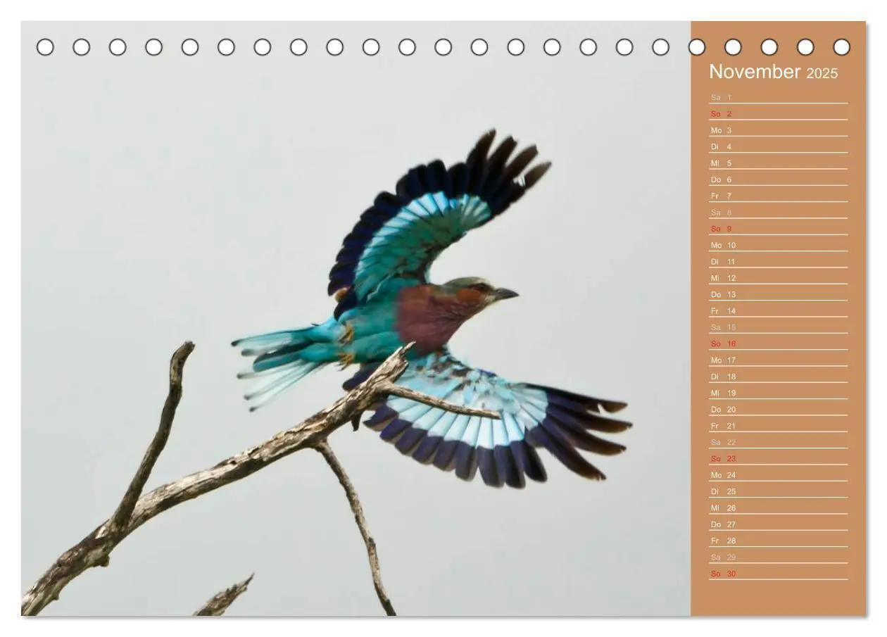 Bild: 9783435669837 | Afrika - Faszinierende Tierwelt (Tischkalender 2025 DIN A5 quer),...
